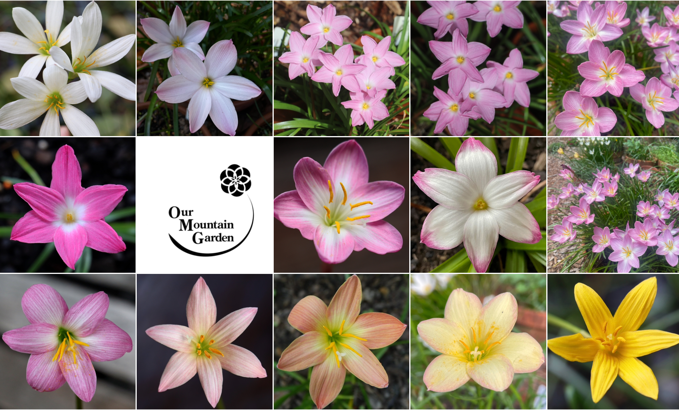 Zephyranthes Image | Our Mountain Garden