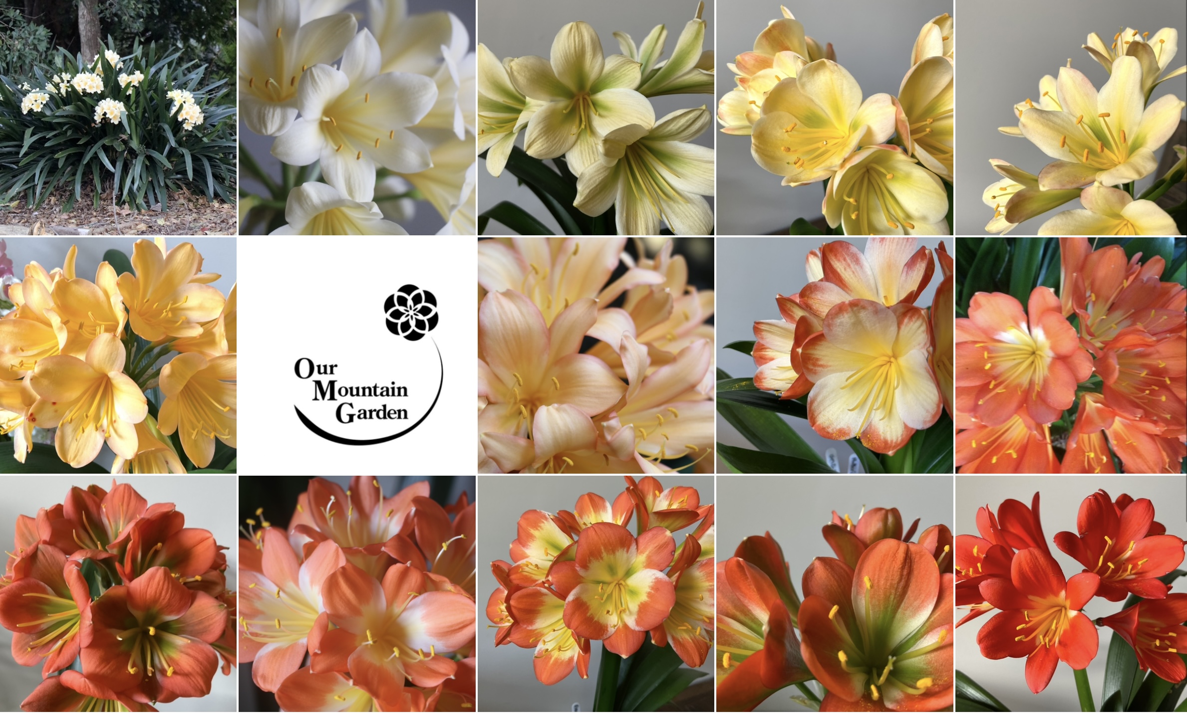 Clivia Image | Our Mountain Garden