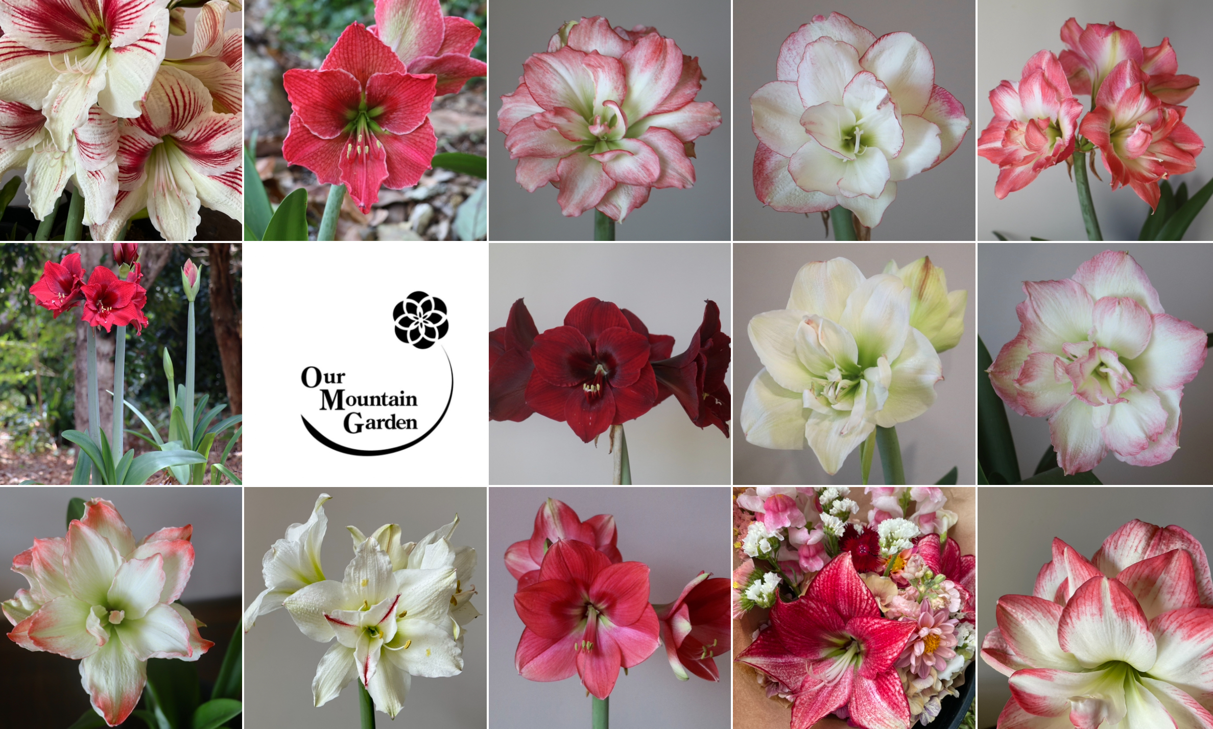 Hippeastrum Image | Our Mountain Garden